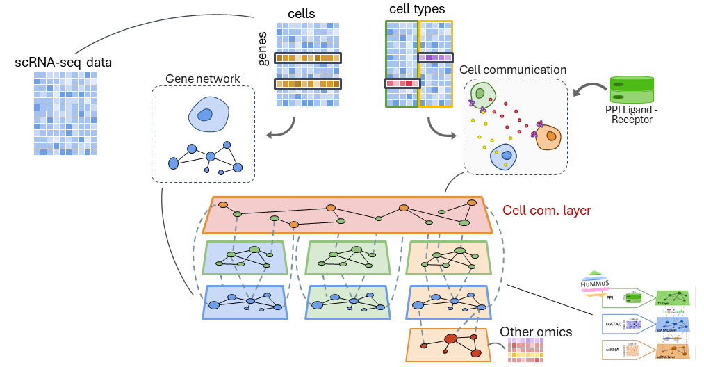 ReCoN explanation of multicellular coordination